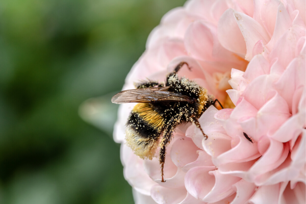 Disparition des abeilles et diversité alimentaire