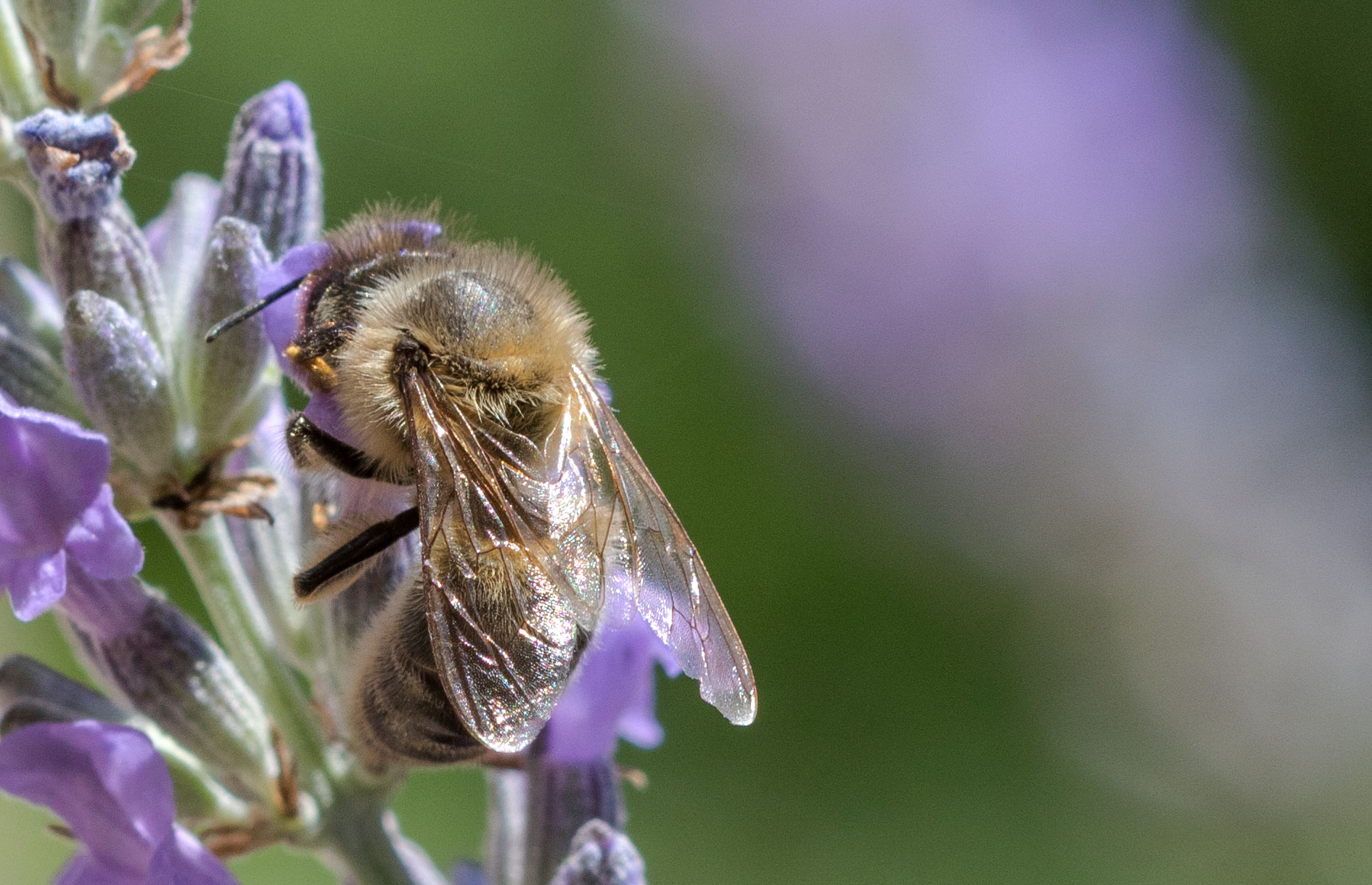 Piqûres d'abeilles : où font-elles le plus mal ?