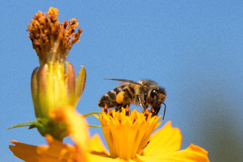 Bâtir un oasis pour les abeilles dans votre jardin