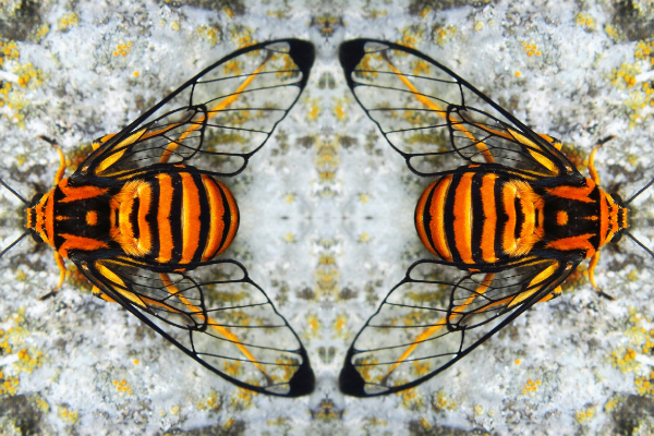 Connaissez-vous le Musée de l’Abeille ?