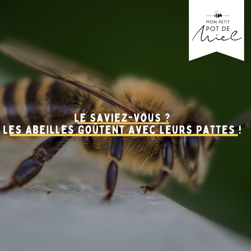 Les Abeilles goûtent avec leurs pattes ?