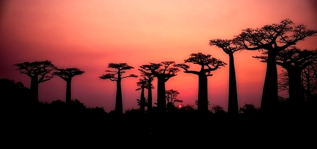 Les miels rares du monde