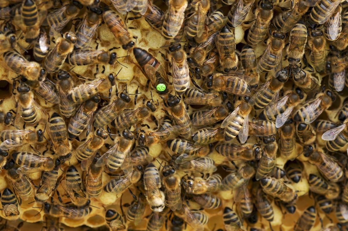 La Reine des Abeilles : quelle est son rôle dans une ruche ?