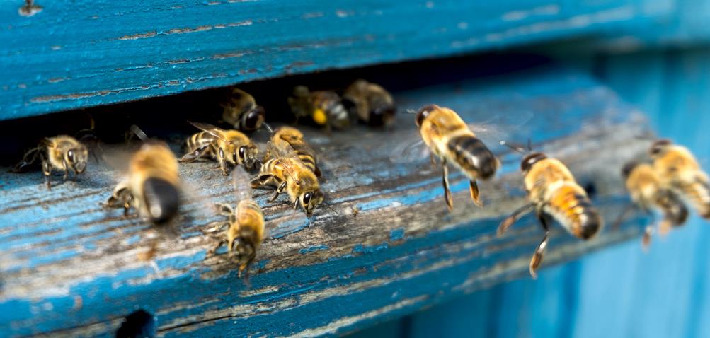 Abeilles : leur disparition tuerait 1,4 million d'humains