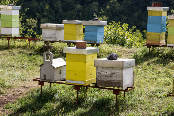 Activités ludiques autour des abeilles