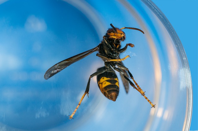 Piégez le frelon asiatique dans vos jardins et aidez les abeilles !