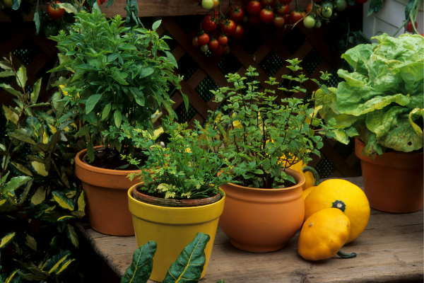 Quelles plantes mellifères pour votre extérieur