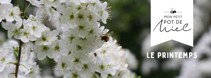 Pourquoi le printemps est stratégique pour les pollinisateurs : 7 raisons essentielles pour la biodiversité