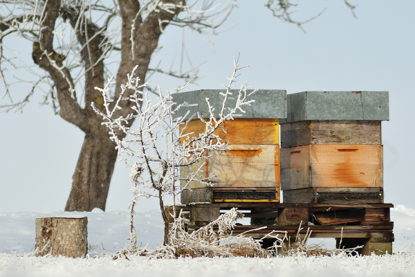 Le saviez-vous ? Les abeilles hivernent elles aussi !