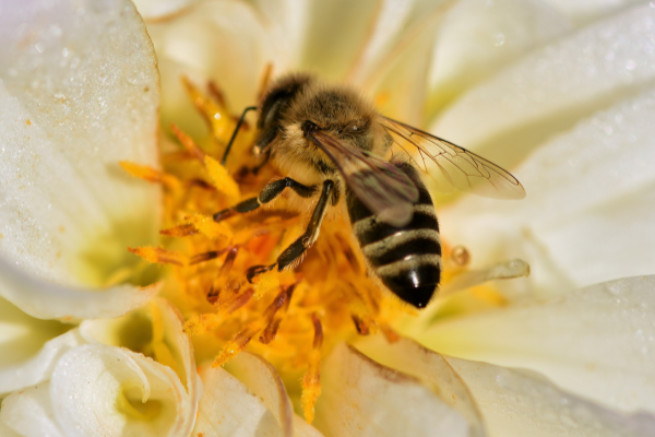Abeille et biodiversité : Découvrez les journées spéciales de ce mois de mai !