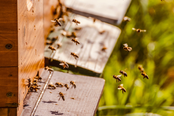 Le Yoga des abeilles et autres bee-thérapies