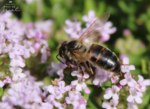 abeille butinant des fleurs de thym