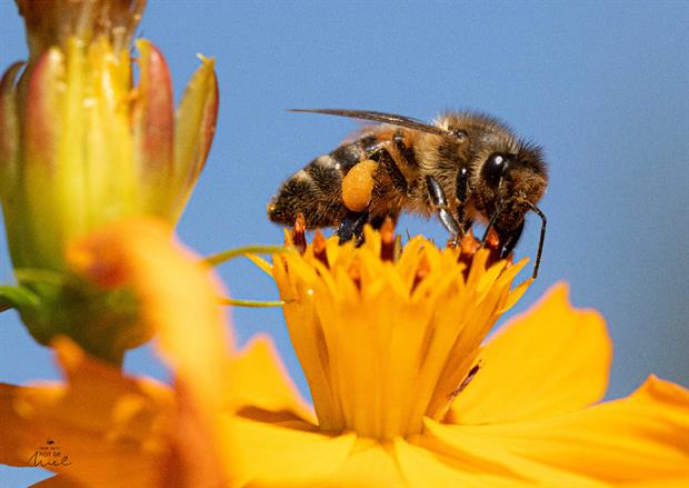 MPPM Abeille qui butine - les produits de la ruche propolis miellat nectar pollen