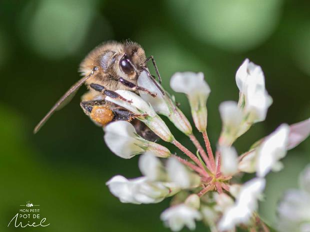 MPPM abeille butinant du trèfle les plantes mellifères pour les abeilles