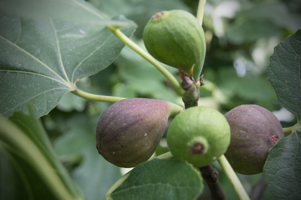 figues rouges mûres et encore vertes sur un figuier