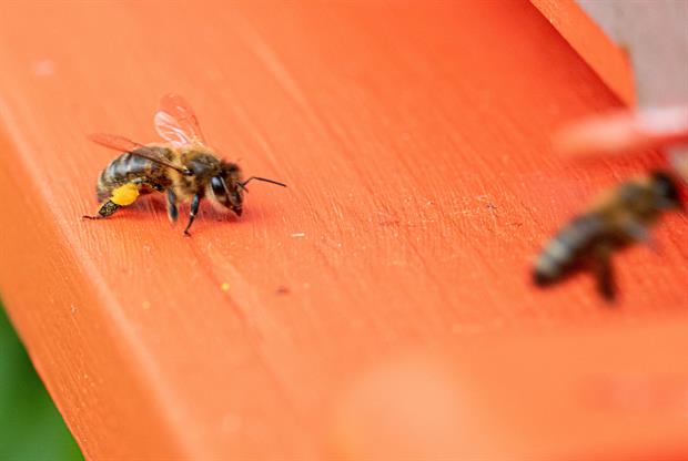 Abeille domestique avec du pollen dans ses corbeilles Crédit Photo Mon Petit Pot de Miel