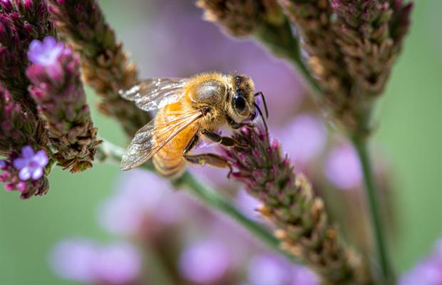 abeille butinant des fleurs photo macro
