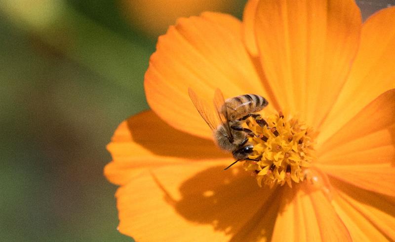 abeilles et fleurs PHOTO MON PETIT POT DE MIEL.COM