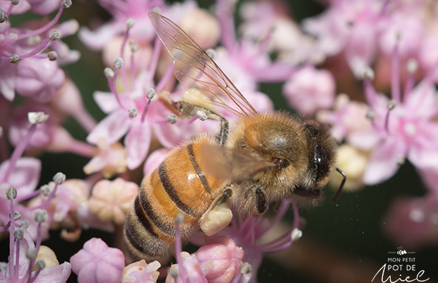 abeille butinant des fleurs d'hortensia