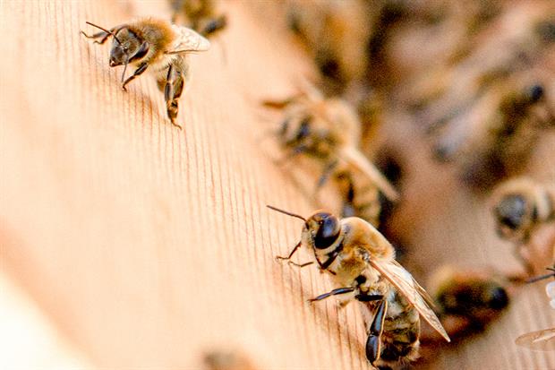 le faux bourdon (l'abeille mâle) a l'entrée de la ruche 
