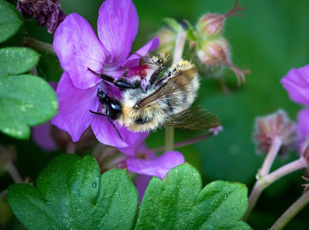 une abeille sauvage butinant des fleurs crédit photo Mon Petit Pot de Miel
