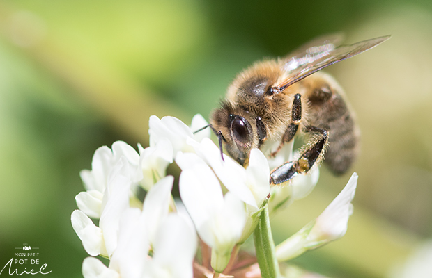 abeilles butinant un trèfle sur une pelouse non tondue