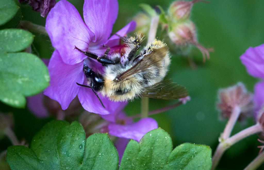 Piqûres d'abeilles : où font-elles le plus mal