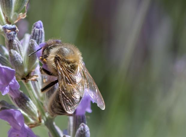 abeille butinant la fleur de lavande - miel de lavande