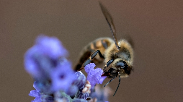 abeille_lavande_miel