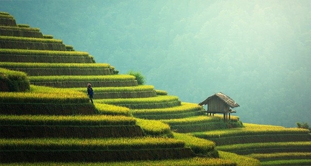 rizières en terrasse à Bali