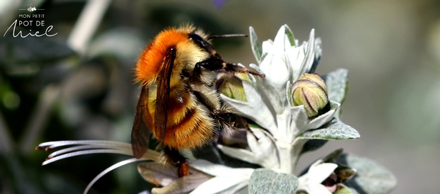 pollinisateur le bourdon
