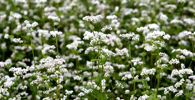 FLEURS DE SARRASIN