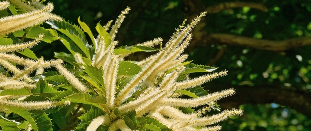 fleurs de châtaignier