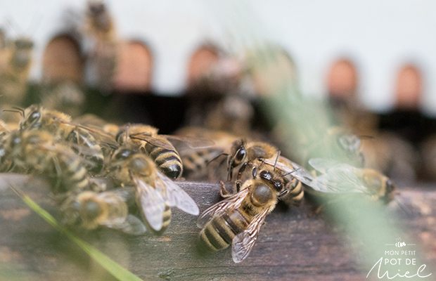 abeilles gardiennes devant l'entrée d'un ruches-photo-macro