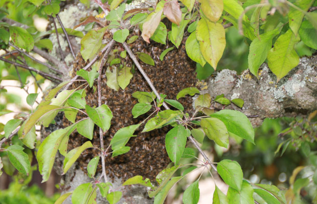 essaimage des abeilles - elles se regroupent en grappe 