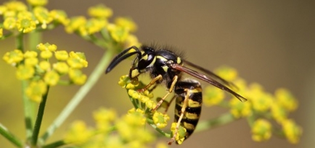 pollinisateur la guêpe