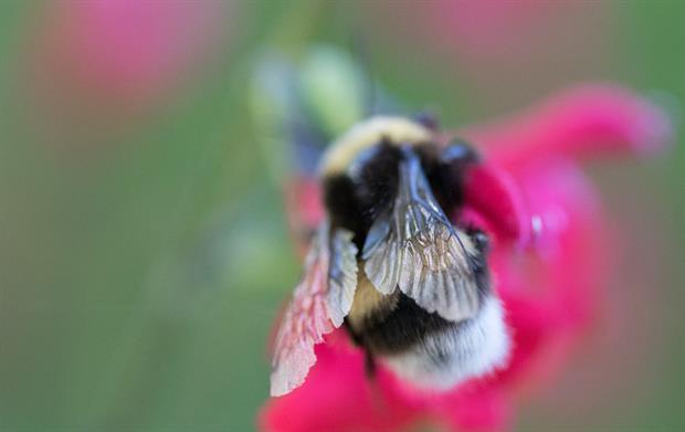 le vol du bourdon ou les ailes du vrai bourdon_le vrai bourdon est un pollinisateur Crédit photo Mon Petit Pot de Miel