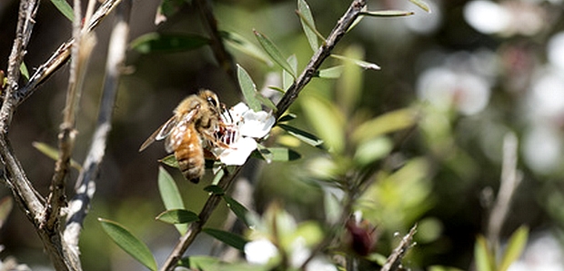 ABEILLE BUTINANT DES FLEURS DE MANUKA