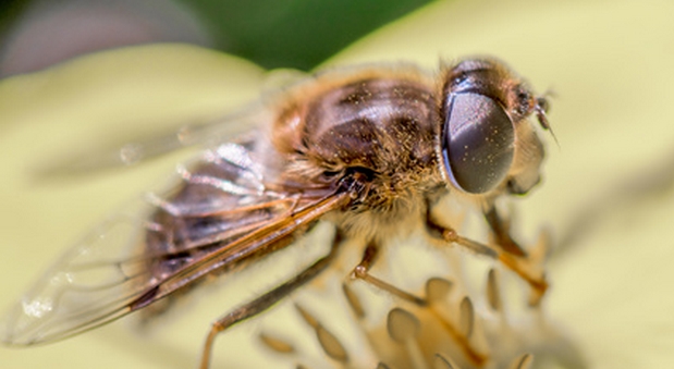 pollinisateur la mouche