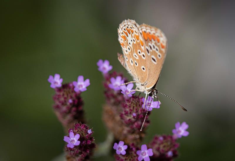 pollinisateur le papillon