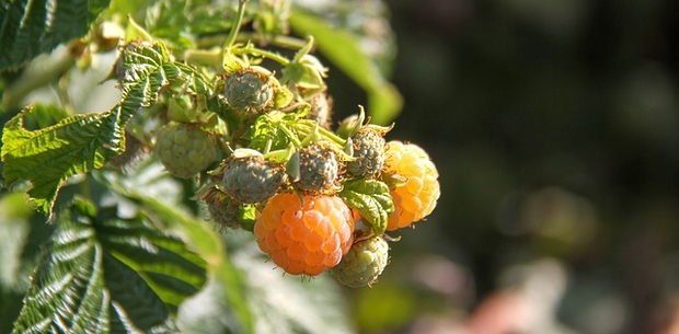 FRAMBOISIER ET ABEILLE
