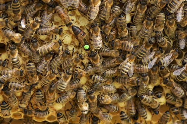 identification de la reine des abeilles dans une colonie