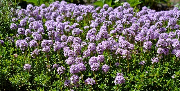 FLEURS DE THYM